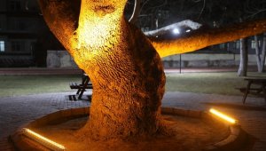 Kocasinan'ın tarihine ışık tutan çınar ağaçlarıyla görsel zenginlik