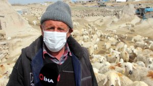 Molulu besici başıboş köpeklerden şikayetçi