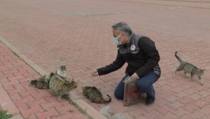 İl Tarım ve Orman Müdürlüğü 'Dünya Sokak Hayvanları Günü'nde sokak hayvanlarına mama dağıttı