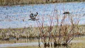 Sultan Sazlığı'nda ilk defa Alaca Yalıçapkını gözlemlendi