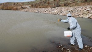 Talas'ta sinek ve haşerata erken önlem