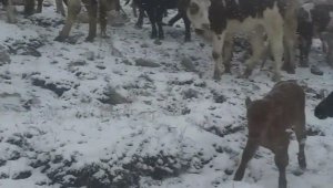 Yaylacılar yoğun kar yağışında mahsur kaldı