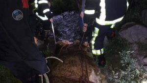 Dereye düşen büyükbaş hayvan 8 saatlik operasyonla kurtarıldı