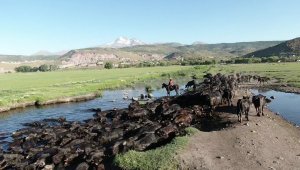 Erciyes dağının eteğinde manda, koyun ve yılkı atlarının görsel şovu