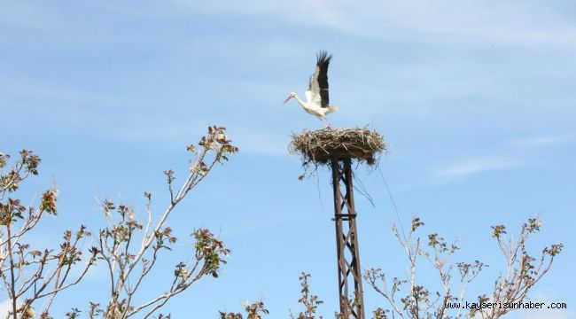 Kocasinan'da leylek yuvaları misafirlerini ağırlamaya başladı