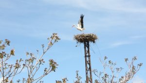 Kocasinan'da leylek yuvaları misafirlerini ağırlamaya başladı