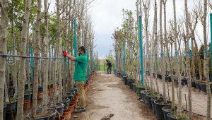 Talas'a 10 bin metrekarelik yeni fidanlık