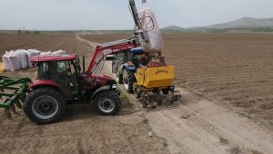 Tomarza'da patates ekimi başladı