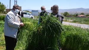 Yem bitkisini üretimine yönelik eğitim ve saha çalışmaları meyvesini veriyor