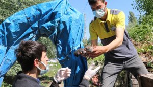 Annesiz kalan yavru kedilere Yahyalı Belediyesi sahip çıktı