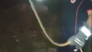 Araç içinde yakalanan yılan doğaya bırakıldı