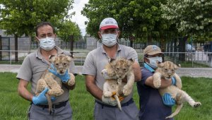 Büyükşehir Belediyesi Hayvanat Bahçesi'nde yeni yavruların sevinci yaşanıyor