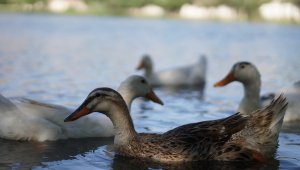Büyüleyen mesire alanı doğal hayat ve yeşilliği ile ilgi odağı