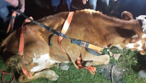 Menfeze sıkışan büyükbaş hayvan 2 saatlik operasyonla kurtarıldı