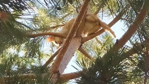 Ağaçta mahsur kalan yavru kediyi belediye ekipleri kurtardı