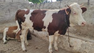 Bayram sabahı kaçan kurbanlık, 18 kilometre uzaklıkta bulundu