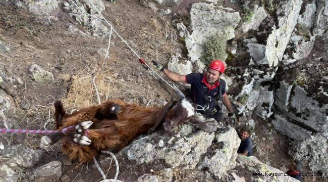 Dağlık alanda 10 gündür mahsur kalan keçiler kurtarıldı