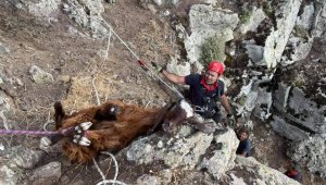 Dağlık alanda 10 gündür mahsur kalan keçiler kurtarıldı