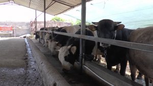 Kayseri'de 49 bin 521 kurban kesildi