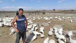 Pandemiyi fırsata çeviren işletme sahibi kaz çiftliği açtı