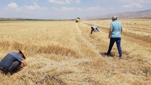 Tomarza'da hasat zamanı kayıp yaşanmaması için çalışmalara başlandı