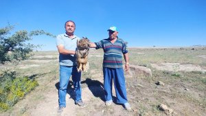 Yaralı bulunan Puhu tedavi altına alındı