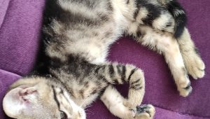 Ayağı kırık olarak bulunan yavru kedi yardım bekliyor