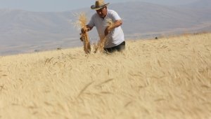 Develi'de 'Gacer' hasadı yapıldı