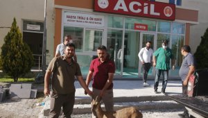Gözlerinde sorun olan yaban keçisi tedavi altına alındı
