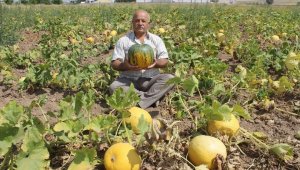 Kabak hasadına günler kala Tomarza Kabağı'na özel şiir