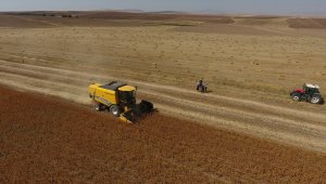 Kayseri'de 'Aspir' hasadı başladı