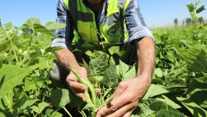 Talas Belediyesi ilçenin tarım desenini değiştiriyor