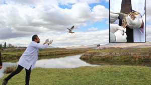 Tedavi edilen Hint Gölet Balıkçıl Kuşu doğaya bırakıldı