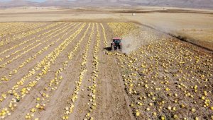Tomarza'da kabak çekirdeği hasadı başladı