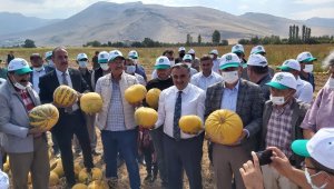 Türkiye'de ilk; ilk yerli ve milli kabak çekirdeği 'Keykubat'ın ilk ürünleri hasat edildi