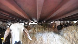 Başkan Büyükkılıç'tan 3 bin küçükbaş müjdesi