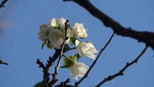 Kayısı ağacı Sonbaharda çiçek açtı