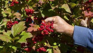 Kayseri'de gilaburu hasadı başladı