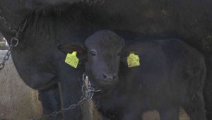 Kayseri'de ilk suni tohumlamayla doğan mandaya 'Küçükhisar' ismi verildi