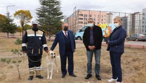 'Bulut' yeniden doğal ortamında