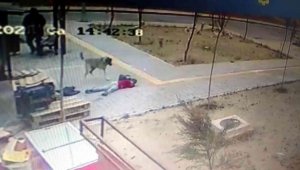 Başıboş köpekler çocuğa böyle saldırdı