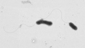 Kampüste yaşayan Gelengilerden yeni bir bakteri türü keşfedildi