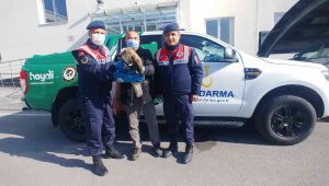 Yaralı kızıl şahin tedavi altına alındı