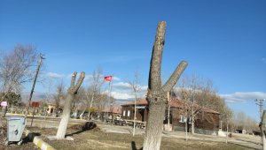 Sultan Sazlığı'nda sonbahar temizliği