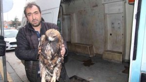 Yaralı kartala Bünyan Belediyesi sahip çıktı