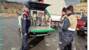 Başıboş gezen tehlikeli ırk köpek jandarma tarafından yakalandı