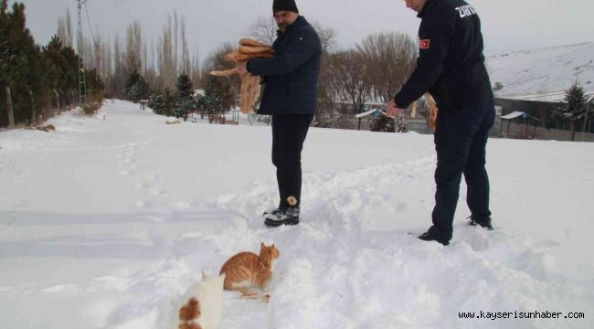 Bünyan zabıtası yaban hayvanlarına yem bıraktı