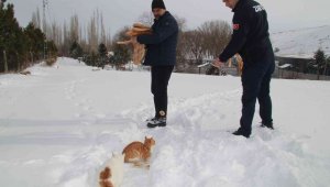 Bünyan zabıtası yaban hayvanlarına yem bıraktı