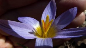 Gökkız ve Kuyruklu Çiğdem 30 yıl sonra ilk defa görüntülendi