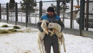 Hayvanat Bahçesi sakinlerine kışa özel bakım